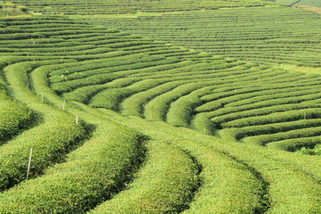 Tea plantation landscape in the north of Thailand