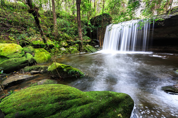 Beautiful forest