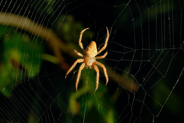 spider web background at night