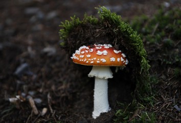 Fly agaric, Fliegenpilz