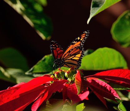 Colorful monarch butterfly on splendid poinsettia, christmas flower