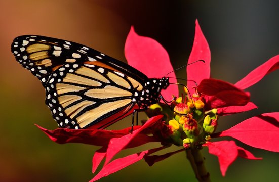 Closeup of great monarch butterfly on colorful christmas flowers, poinsettia