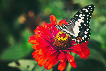 Butterflies keep the nectar from flowers in the beautiful colorful garden.