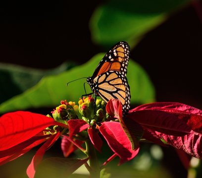 Closeup of beautiful monarch butterfly and colorful poinsettia in full splendor