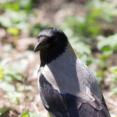 gray crow closeup