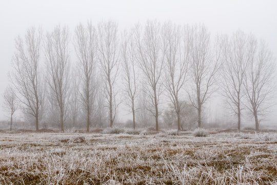 Pradera con escarcha, chopos y niebla en invierno.
