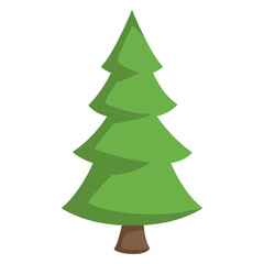 Tree pine isolated