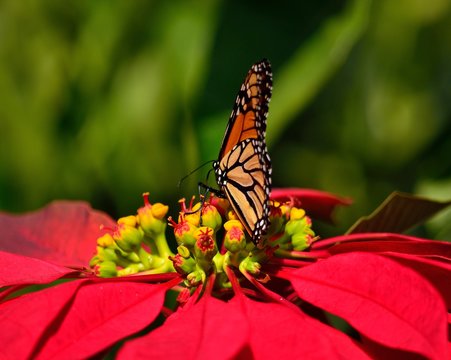 Great monarch butterfly on poinsettia of vivid colors, christmas flowers