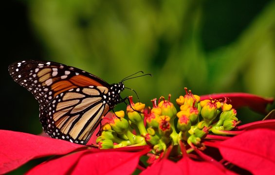 Poinsettia in full splendor and wonderful monarch butterfly, Danaus plexippus