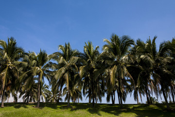 Fototapeta na wymiar Background photo : coconut trees cloudy and sky