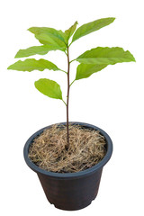 Young avocado tree