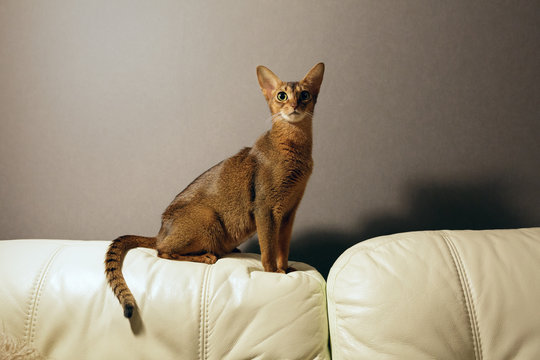 Female Abyssinian cat sitting on the back of the sofa.