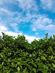 Top of tree with the cloudy in fresh blue skly