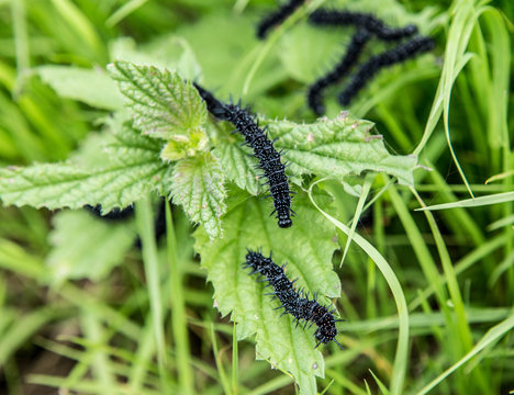 Cute insects