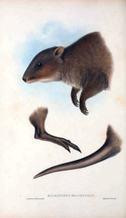 Illustration of a kangaroo.
