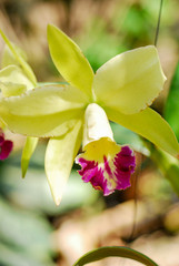 close up tellow Orchid in garden