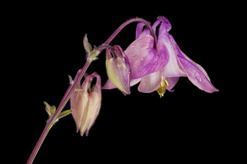 Columbine blossom isolated on black