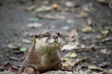 うたた寝する　コツメカワウソ