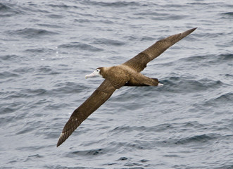 Albatross in flight over the South Atlantic
