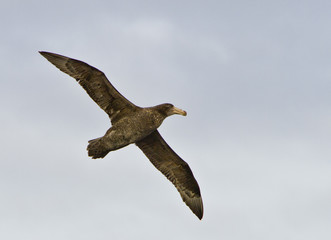The southern giant Petrel in flight over the southern ocean,Antarctica