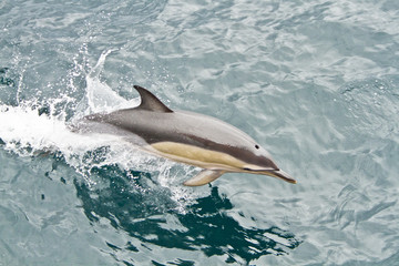 Obraz premium Dolphins in the South Atlantic