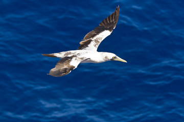 Cape Gannet(morus capensis)in flight over the Equatorial Atlantic