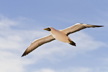 Cape Gannet(morus capensis)in flight over the Equatorial Atlantic