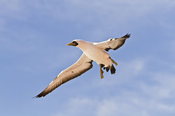 Cape Gannet(morus capensis)in flight over the Equatorial Atlantic