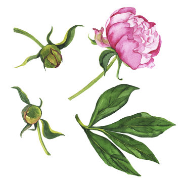 Pink peony flower, buds and leaves set on white background. Hand drawn watercolor illustration.