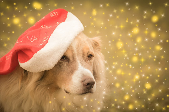 Hundeportrait mit weihnachtlichen Sternen