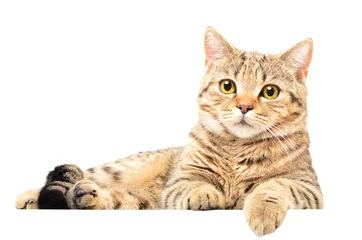 Photo sur Plexiglas Chat Portrait de chat attrayant Scottish Straight couché isolé sur fond blanc