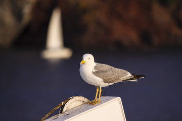seagull seated on a ship with a blurred background of the Mediterranean Italian island of Elba and a sailboat