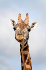 Naklejka premium Giraffe portrait