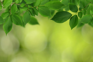 Fototapeta na wymiar Branch of fresh green elm-tree leaves for background