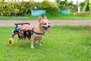 Cute little dog in wheelchair or cart walking in grass field..