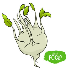 Vector illustration of kohlrabi. Sketch, outline. Coloring on the topic of vegetables. Fresh food