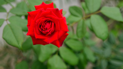 Beautiful red rose growing in the garden, rose for  Saint Valentine Day celebration.Floral background.