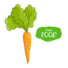 Vector illustration of orange carrot. Sketch, color. Vivid picture of a vegetable. Fresh food