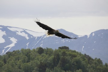 Obraz premium Norwegen, Norway, Seeadler, Sea Eagle, Lofoten