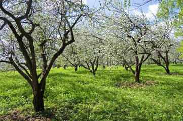 Blooming apple trees in Yasnaya Polyana