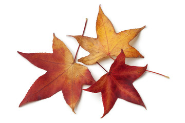 Red autumn leaves of an American sweetgum tree