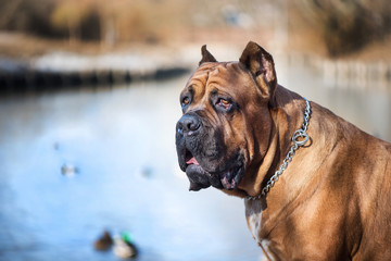 Portrait of Italian cane-corso dog at the river bank