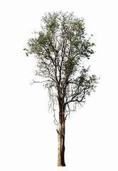 Fototapeta premium Tall tree in forest isolate on white background