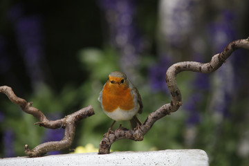 Rotkehlchen sitzt auf Ast, Erithacus rubecula