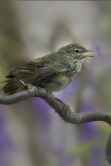 Zilpzalp oder Weidenlaubsänger, singt auf Ast, Phylloscopus collybita
