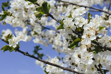 Spring flowers bloom on tree