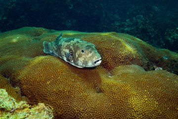Puffer