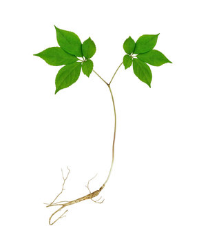 Korean wild root ginseng with berries. A close up of the wild most famous medicinal plant ginseng (Panax ginseng). Isolated on white.