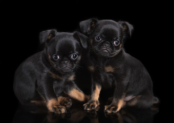 Two puppies of petit brabanson isolated on the black background