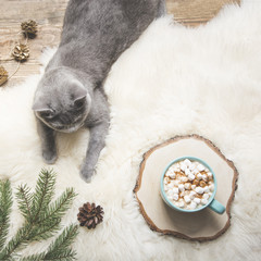Christmas card. Cup of coffee, british cat. Rest at home. Top view. Copy space. Matte image.
